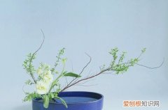 雪柳是干养还是水培 雪柳要怎么养护？到底是干养好呢，还是水养好？