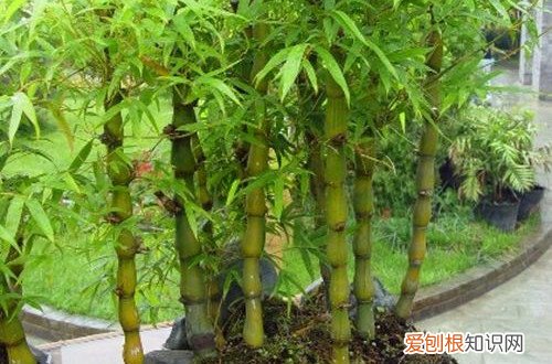 盆栽竹子冬季养护 盆栽竹子冬天养护要注意这几点细节，就能安全过冬！