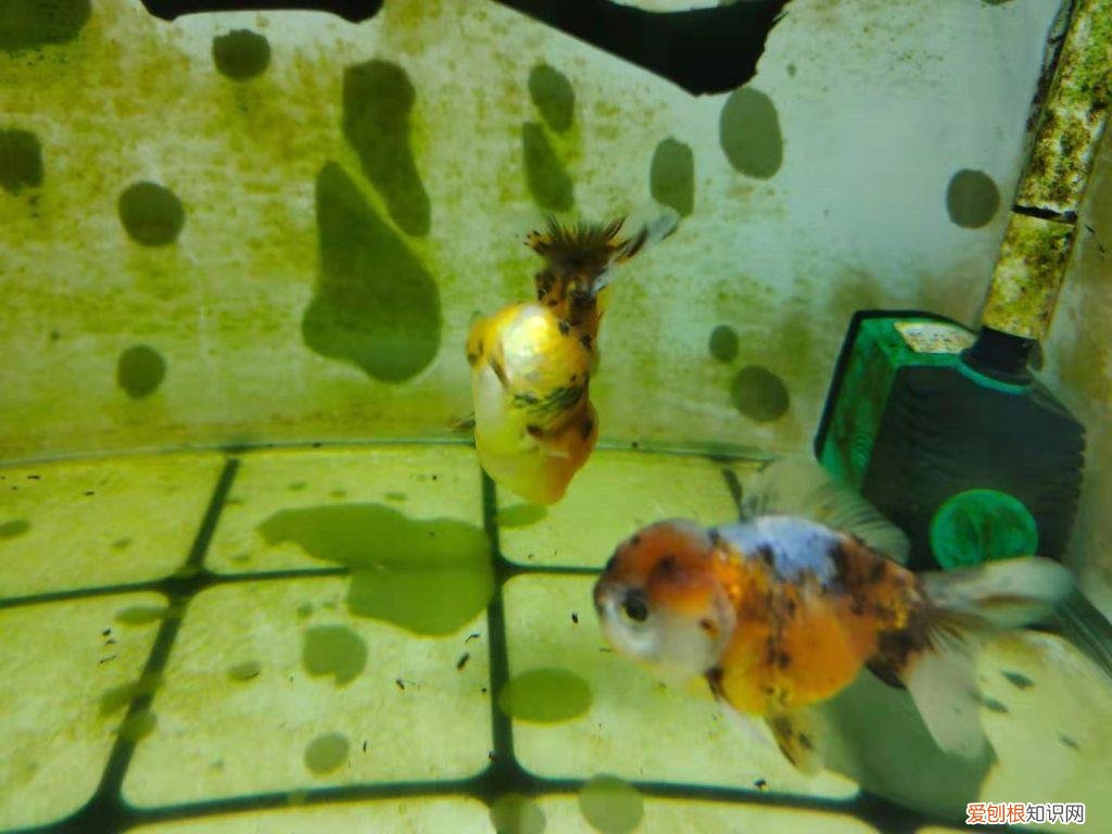 罗汉鱼变色吗 罗汉鱼颜色变深怎么办