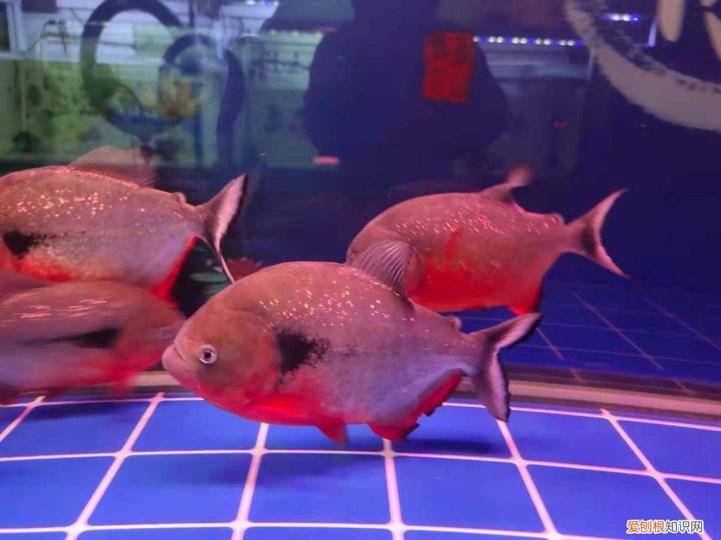 罗汉鱼变色吗 罗汉鱼颜色变深怎么办