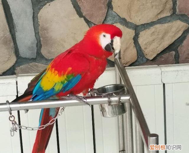 金刚鹦鹉的价钱 金刚鹦鹉价位