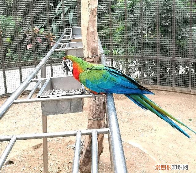 金刚鹦鹉的价钱 金刚鹦鹉价位