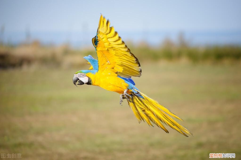 金刚鹦鹉的价钱 金刚鹦鹉价位