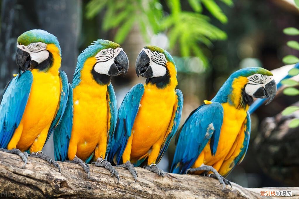 金刚鹦鹉的价钱 金刚鹦鹉价位