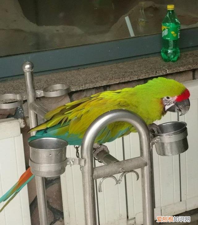 金刚鹦鹉的价钱 金刚鹦鹉价位