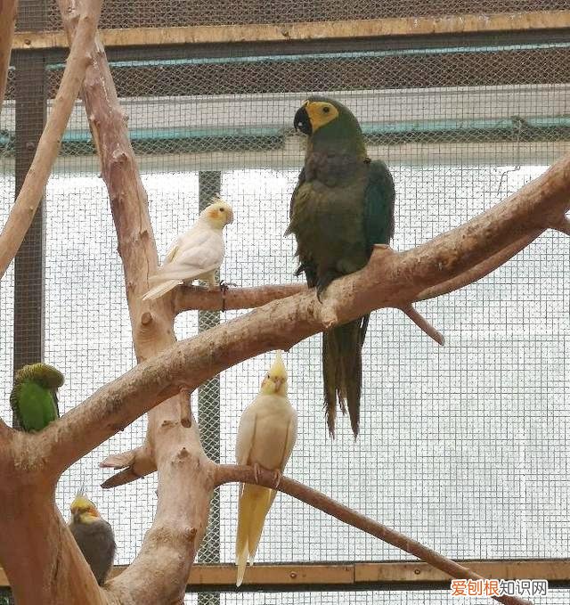 金刚鹦鹉的价钱 金刚鹦鹉价位