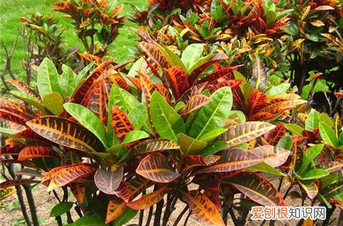 变叶木在北方能室外过冬吗 变叶木如何过冬？做好这几点就能安全过冬！