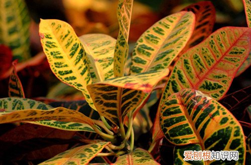 变叶木在北方能室外过冬吗 变叶木如何过冬？做好这几点就能安全过冬！