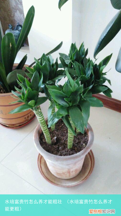 水培富贵竹怎么养才能更粗 水培富贵竹怎么养才能粗壮