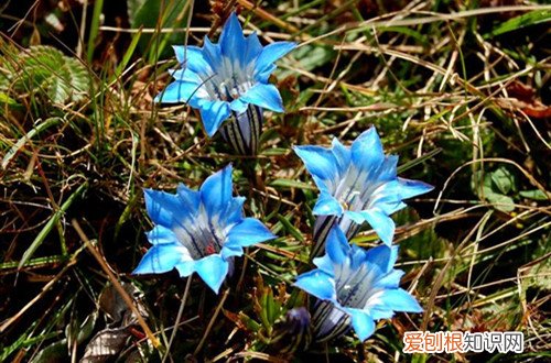 龙胆花的养殖方法和注意事项 龙胆花怎么养才能长得好？在养护过程中需要注意哪些问题呢？