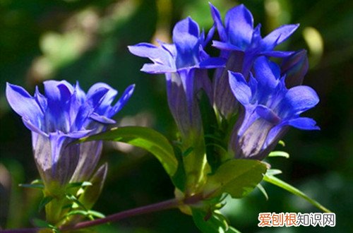 龙胆花的养殖方法和注意事项 龙胆花怎么养才能长得好？在养护过程中需要注意哪些问题呢？