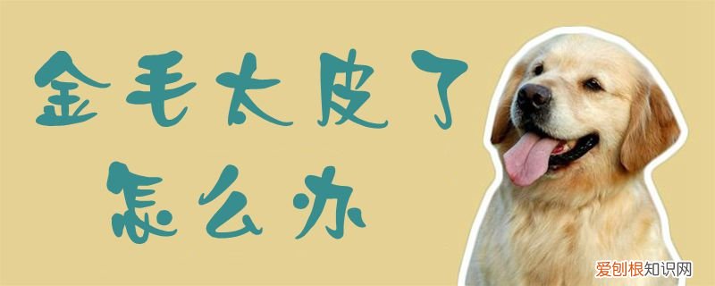 金毛太皮了怎么办，小金毛太皮了怎么办