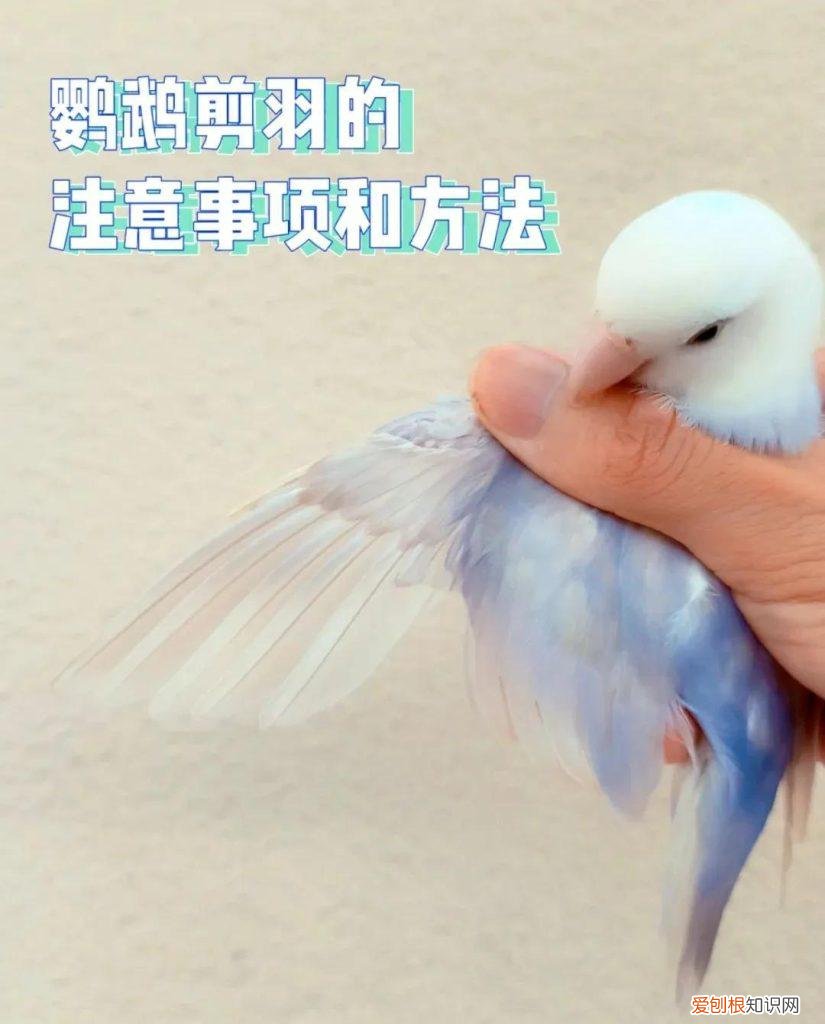 鹦鹉剪羽有没有什么不好的地方 剪鹦鹉剪羽示意图