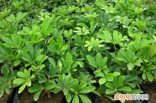 鸭脚木打顶后一般从哪个部位出侧枝 冬天能给鸭脚木打顶吗？还能冒侧枝吗？