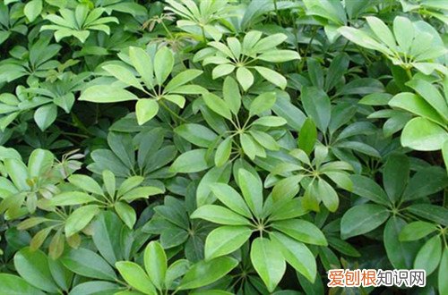 鸭脚木打顶后一般从哪个部位出侧枝 冬天能给鸭脚木打顶吗？还能冒侧枝吗？