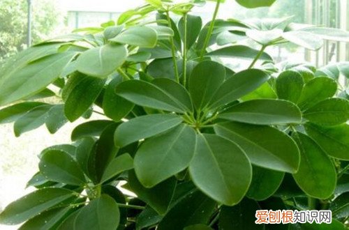 鸭脚木打顶后一般从哪个部位出侧枝 冬天能给鸭脚木打顶吗？还能冒侧枝吗？