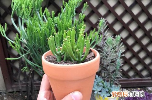 光棍树冬天放在外面会冻死吗 光棍树冬天要这样养护，就不怕被冻坏！