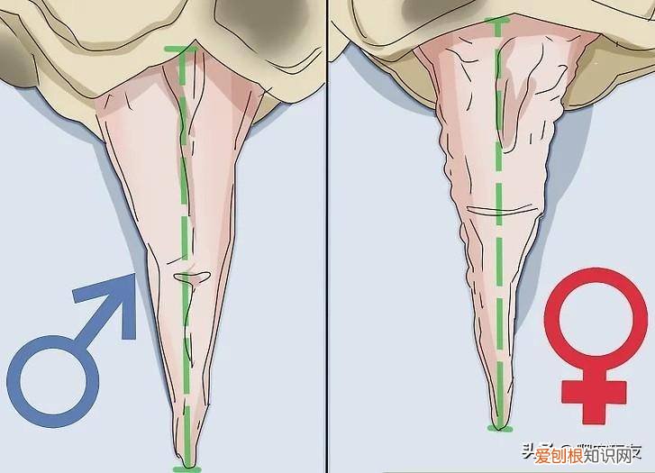 怎么分辨乌龟是雄还是雌 怎样分辨乌龟是雄的还是雌的