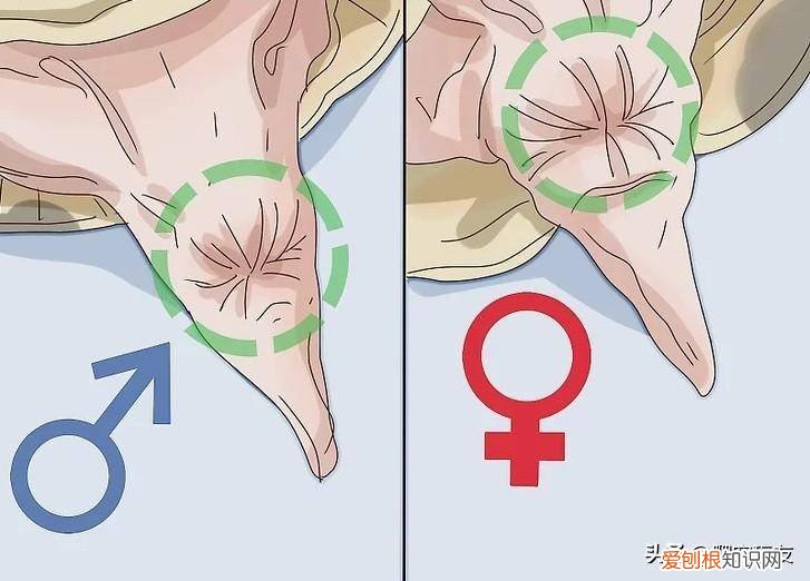 怎么分辨乌龟是雄还是雌 怎样分辨乌龟是雄的还是雌的
