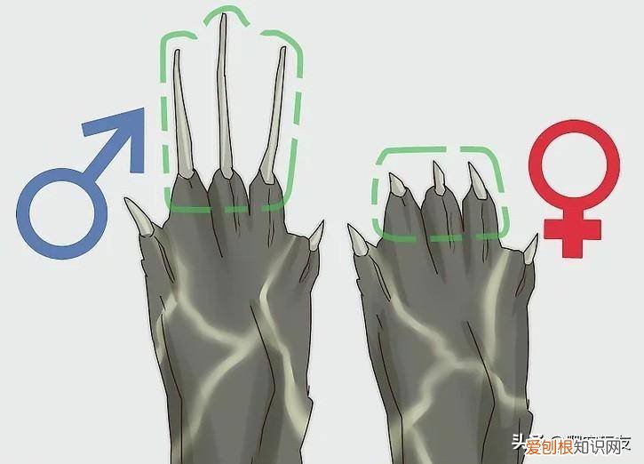 怎么分辨乌龟是雄还是雌 怎样分辨乌龟是雄的还是雌的