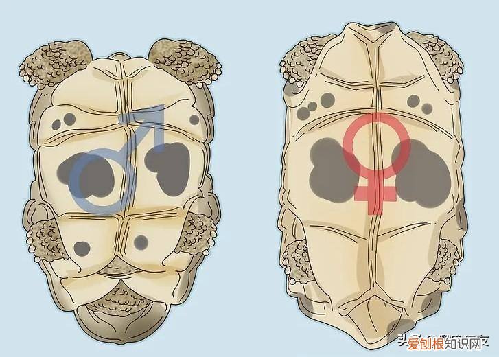 怎么分辨乌龟是雄还是雌 怎样分辨乌龟是雄的还是雌的