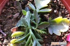 长寿花被冻了还能活吗 长寿花受冻了这样救？赶紧放到暖和的地方，让它缓一缓！