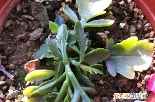 长寿花被冻了还能活吗 长寿花受冻了这样救？赶紧放到暖和的地方，让它缓一缓！