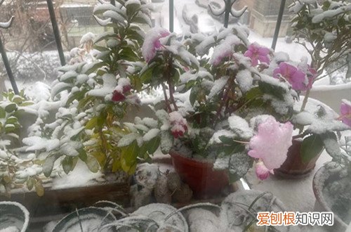 坐标北方,今天一觉醒来花都变了样,咋办呢?你们的花进屋了吗?