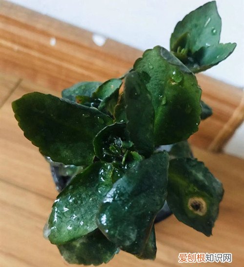 坐标北方,今天一觉醒来花都变了样,咋办呢?你们的花进屋了吗?