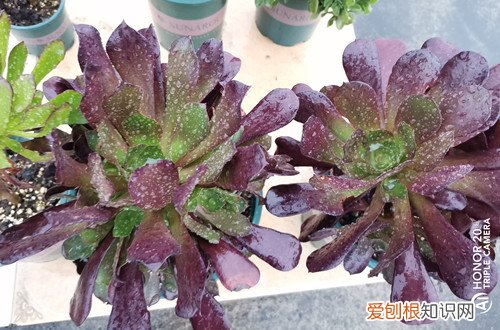 坐标北方,今天一觉醒来花都变了样,咋办呢?你们的花进屋了吗?