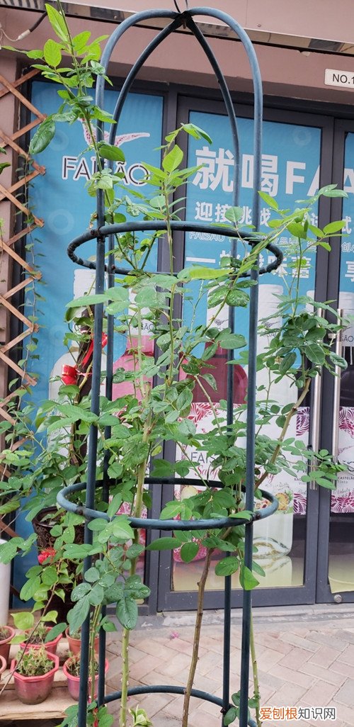 月季花盲枝是不是都要剪掉 月季老长盲枝不开花怎么办？需要“修剪”，就能花开不停！