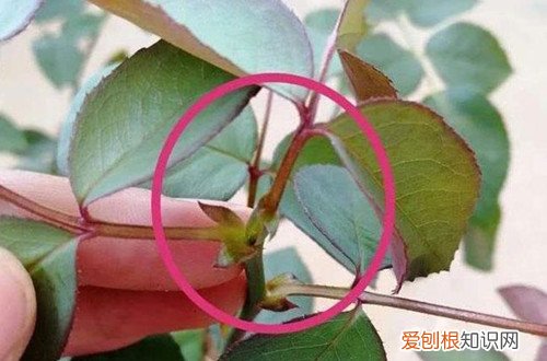 月季花盲枝是不是都要剪掉 月季老长盲枝不开花怎么办？需要“修剪”，就能花开不停！