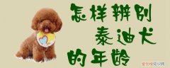 怎样辨别泰迪犬的年龄，怎样鉴别泰迪犬的年龄
