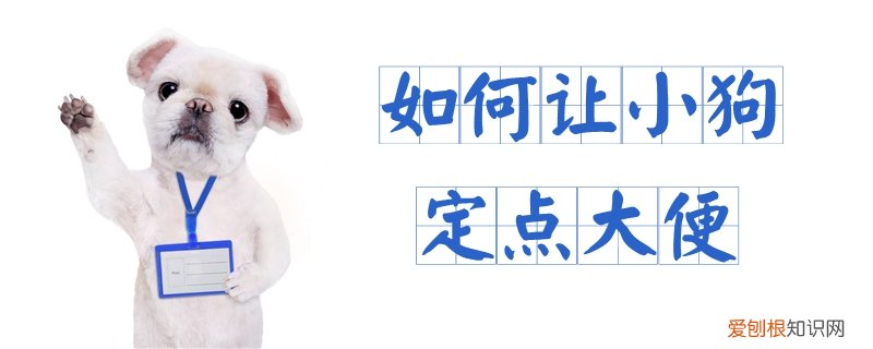 如何让小狗定点大便，如何让小狗定点大便拉出来