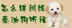 怎么样训练泰迪狗听话，怎么样训练泰迪狗听话能力