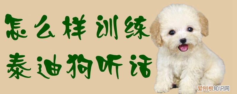 怎么样训练泰迪狗听话,怎么样训练泰迪狗听话能力