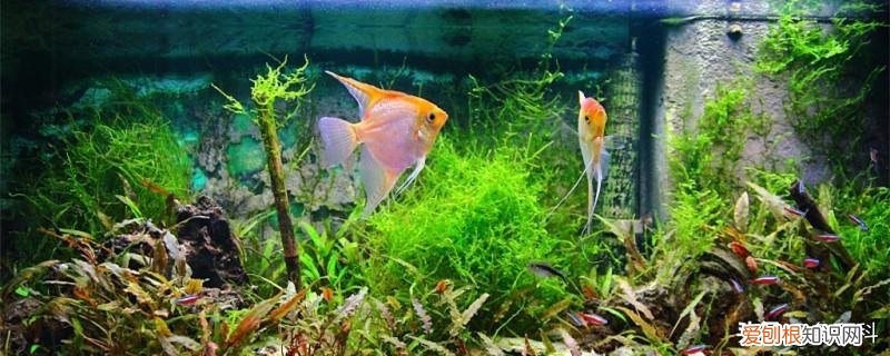 挂壁鱼缸过滤器 鱼缸壁挂式过滤器安装视频