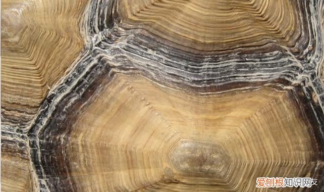 怎样辨别乌龟多少岁成年 怎样辨别乌龟多少岁了图片