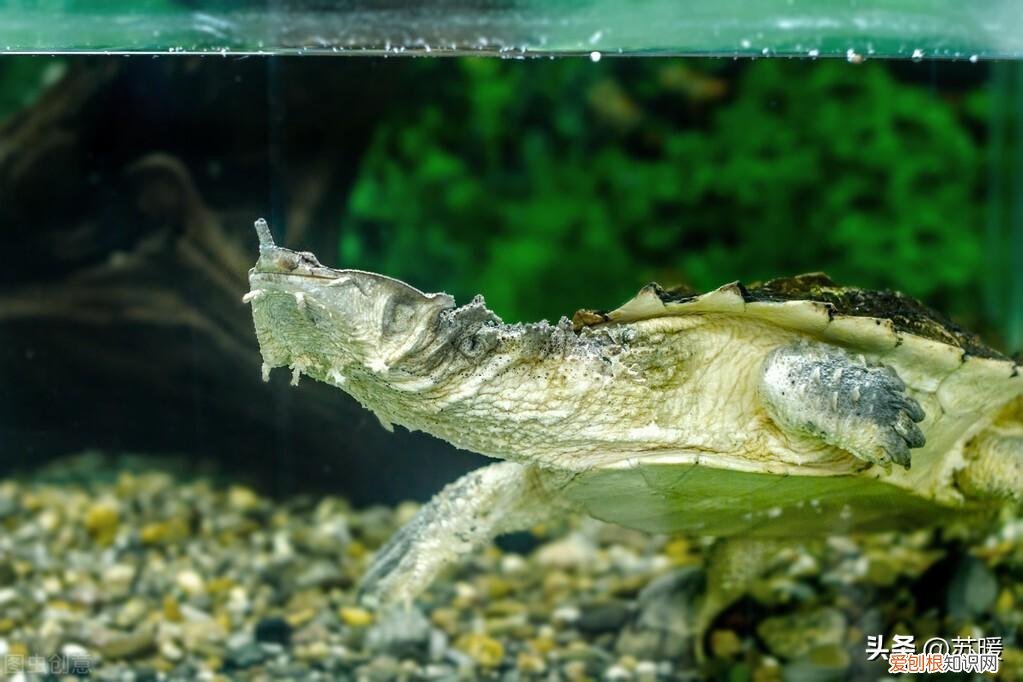 乌龟真菌病怎么治 龟得了真菌,治疗以后能恢复原貌吗