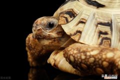 乌龟真菌病怎么治 龟得了真菌,治疗以后能恢复原貌吗