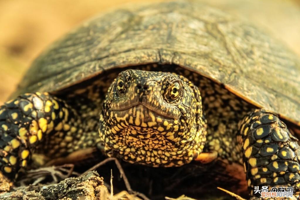 乌龟真菌病怎么治 龟得了真菌,治疗以后能恢复原貌吗