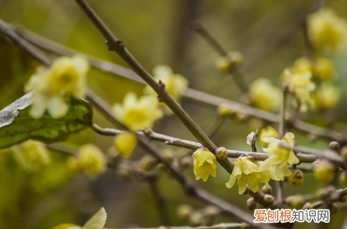 腊梅开不了花 腊梅不开花是什么原因？别急，有可能是这几个原因！