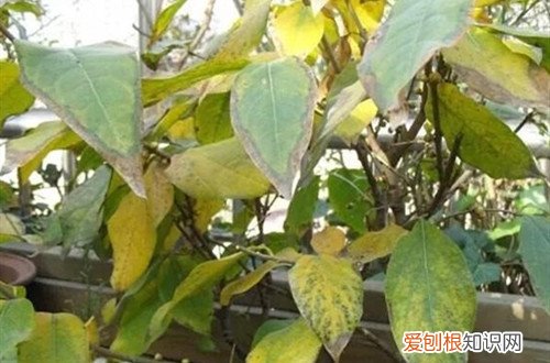 腊梅开不了花 腊梅不开花是什么原因？别急，有可能是这几个原因！