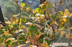 腊梅开不了花 腊梅不开花是什么原因？别急，有可能是这几个原因！