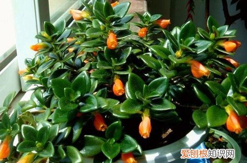 金鱼吊兰掉叶子怎样补救 金鱼吊兰烂根怎么办？看过来，解决方法在这里！