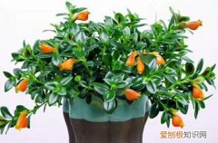 金鱼吊兰掉叶子怎样补救 金鱼吊兰烂根怎么办？看过来，解决方法在这里！