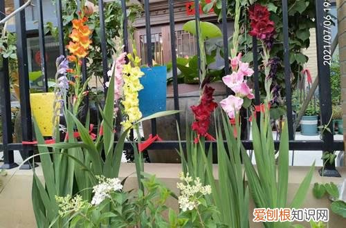 玉簪花和美人蕉 晚香玉、唐菖蒲、美人蕉和大丽花……种球越冬看过来！越冬秘籍！