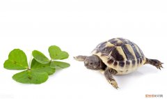 幼龟不吃不喝能活多久 幼龟不吃东西怎么回事