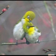 绣眼鸟的养殖方法和注意事项有哪些 绣眼鸟最怕三种水果