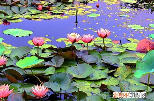 睡莲不开花的主要原因 为啥养了好久的睡莲都不开花?原来是这几个原因引起得!